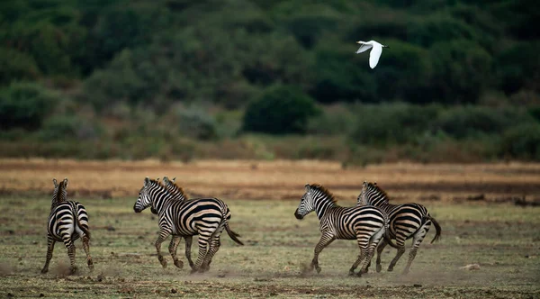 Eine Gruppe Flachlandzebras Läuft Zusammen Mit Einem Fliegenden Kuhreiher — Stockfoto