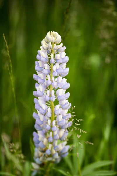 Een Verticale Close Van Violette Lupine Tuin Wazige Achtergrond — Stockfoto