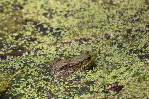 Schöne Aufnahme Eines Frosches Einem Schlammigen See — Stockfoto