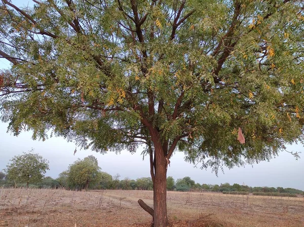 Uma Vista Uma Árvore Neem Sua Flor Cheia Que Cresce — Fotografia de Stock