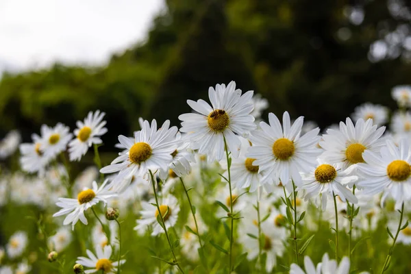 Primer Plano Flores Manzanilla Con Abeja Sorbiendo Néctar — Foto de Stock