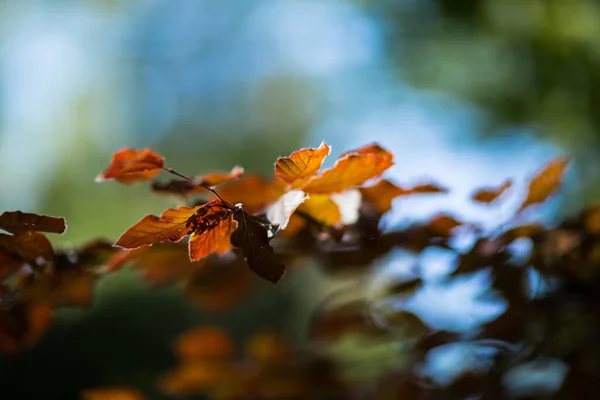 在模糊的背景下 有选择地拍摄褐色叶子的焦点 — 图库照片