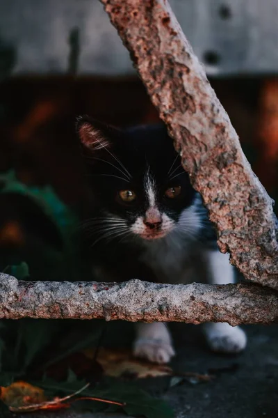 Nahaufnahme Einer Schwarz Weißen Katze — Stockfoto