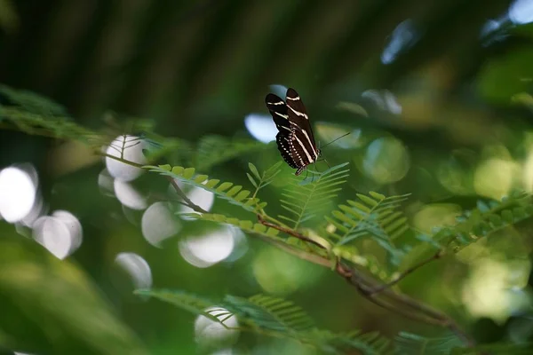 Una Macro Toma Una Cebra Longwing Una Rama Verde —  Fotos de Stock