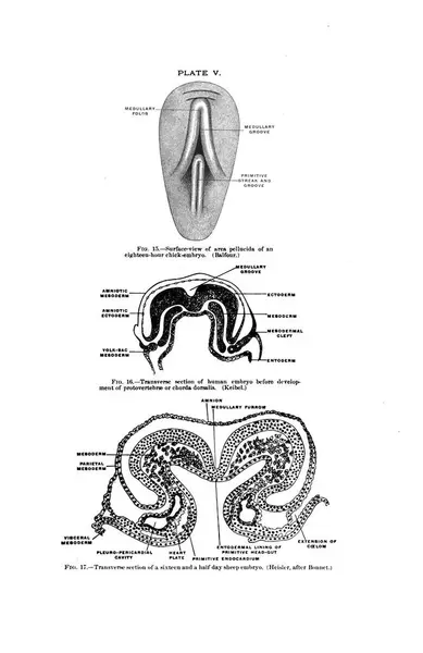Illustrazione Scala Grigi Libro Testo Anatomia Umana Del Xix Secolo — Foto Stock