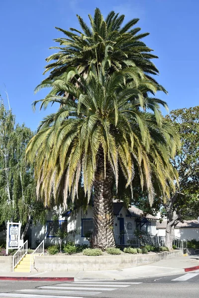 Uma Foto Uma Enorme Palmeira Solvang Califórnia — Fotografia de Stock