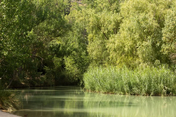 Una Vista Fiume Verde Sporco Circondato Alberi Sotto Una Luce — Foto Stock