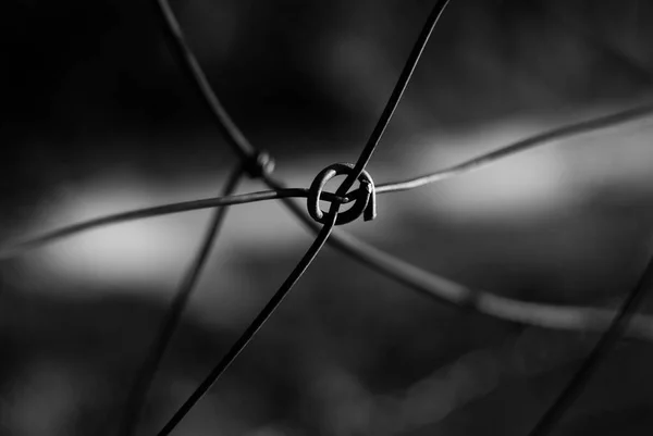 Closeup Shot Barbed Wires Blurred Background — Stock Photo, Image