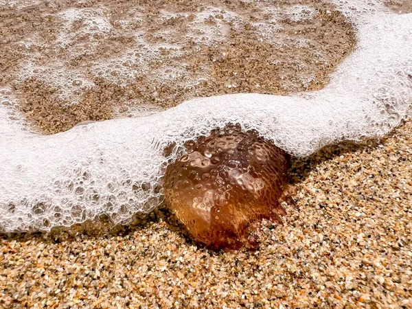 Brown Jellyfish Sandy Seashore — Photo