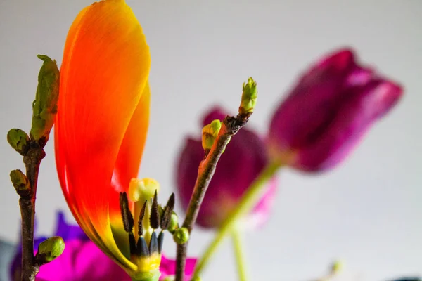 Shallow Focus Shot Colorful Flowers — Stock Photo, Image