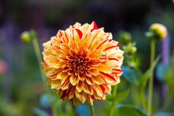 Een Dichtbij Shot Van Een Gele Dahlia Florerend Tuin — Stockfoto