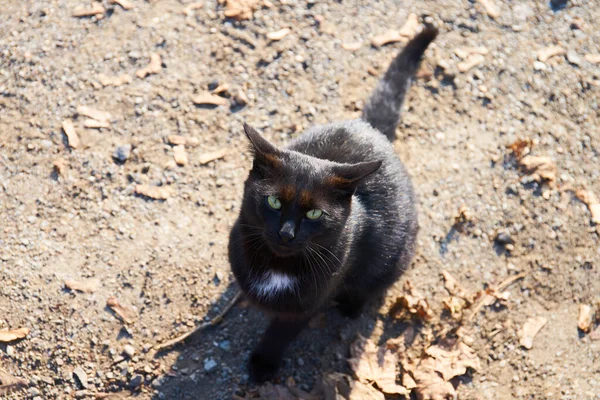 Nahaufnahme Einer Schwarzen Katze Auf Dem Boden — Stockfoto