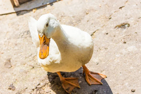 Pato Doméstico Caminando Por Suelo Durante Día —  Fotos de Stock