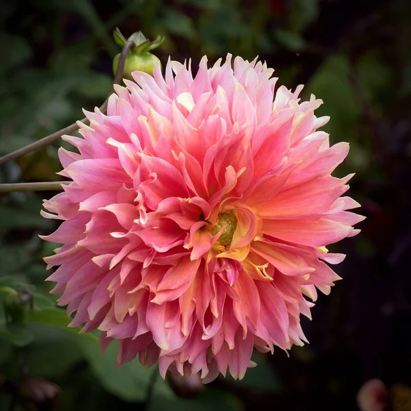 Closeup Shot Pink Dahlia — Stock Photo, Image