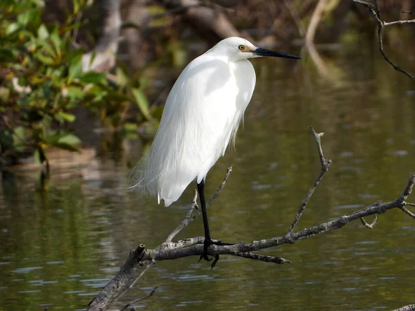White Heron Perched Dry Twig — Stock Photo, Image