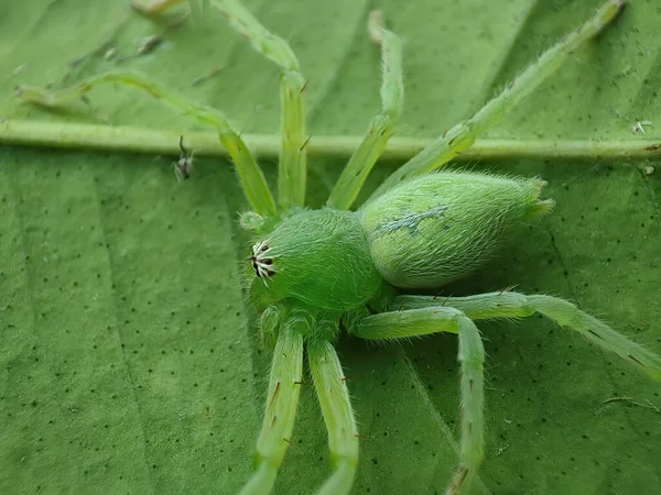 Micrommata 사진은 Huntsman 거미를 — 스톡 사진