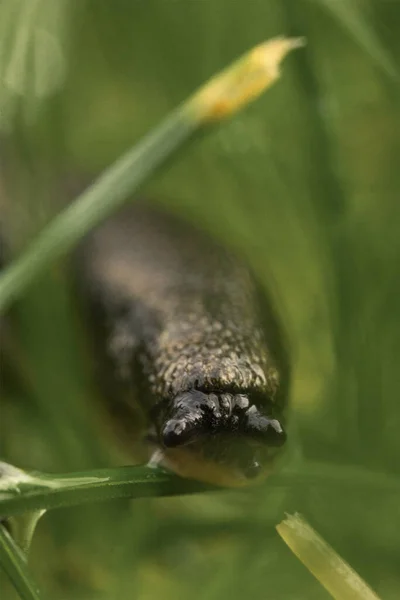 Een Slak Insect Het Gras — Stockfoto