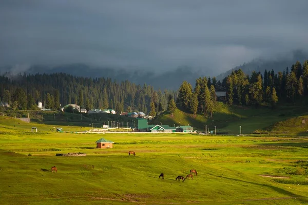 Pferde Auf Der Weide Gulmarg Jammu Und Kaschmir Indien — Stockfoto