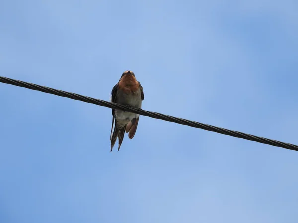 一只小燕子坐在电源线上的特写镜头 — 图库照片