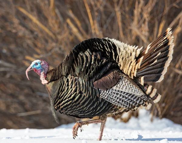 Male Tom Merriams Wild Turkey Walking Snow Spring Breeding Season — Stock Photo, Image