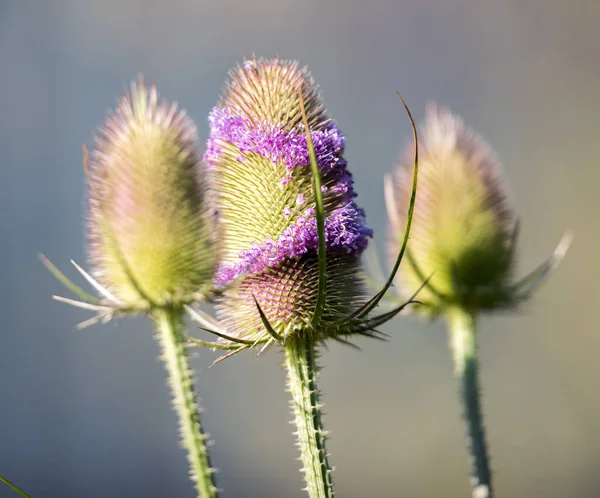 Wild Teasel Bloemen Een Tuin — Stockfoto