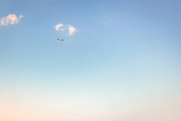 Een Verre Uitzicht Van Een Vogel Vliegend Hoog Blauwe Bewolkte — Stockfoto