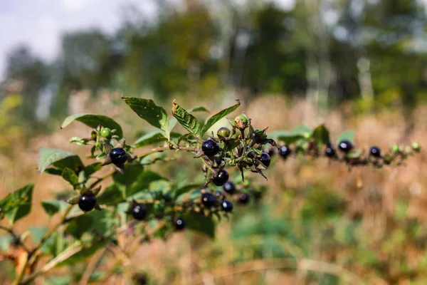 Een Selectieve Focus Van Groeiende Zwarte Belladonna Vruchten Het Wild — Stockfoto