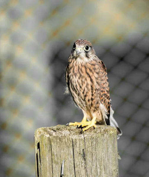 公園内の木の丸太の上に置かれた一般的なケストレル — ストック写真