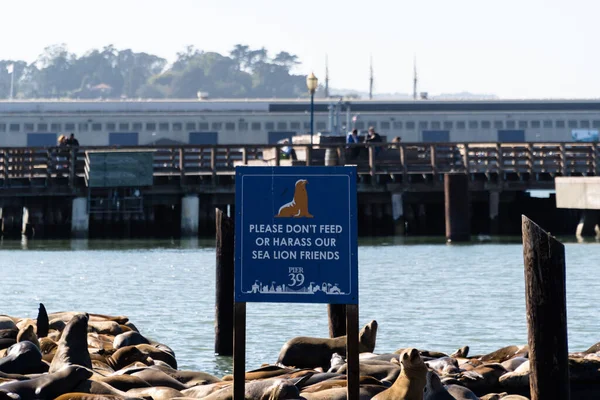 Los Lobos Marinos Descansando Muelle San Francisco California — Foto de Stock