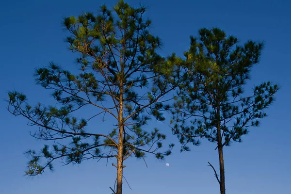 Gröna Träd Mot Blå Himmel Med Månen — Stockfoto