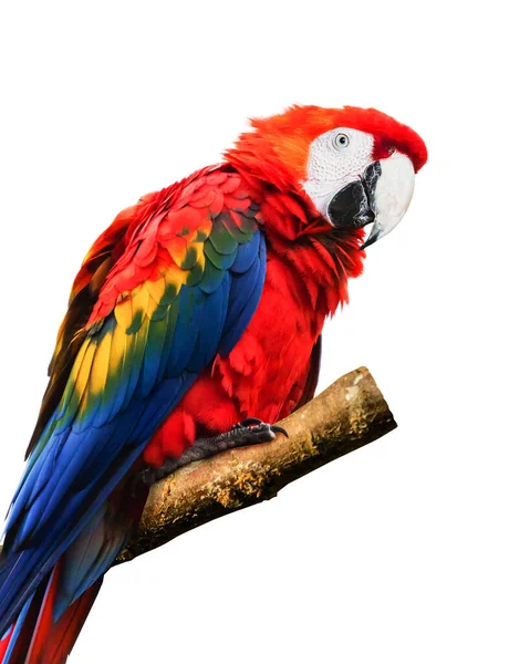 Detailní Záběr Jasné Macaw Izolované Bílém Pozadí — Stock fotografie