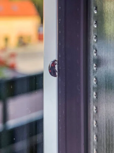 Strzał Bliska Owada Oknie — Zdjęcie stockowe