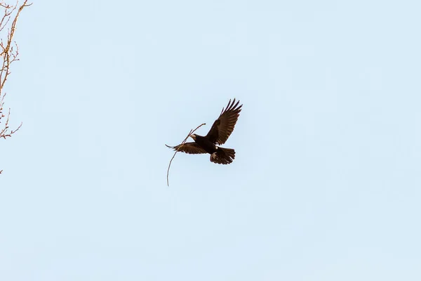 くちばしで木の棒を持ちながら青空を飛んでいる鳥の風景 — ストック写真