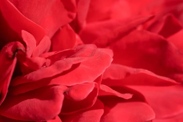 Tiro Macro Das Pétalas Vermelhas Uma Flor Plena Floração — Fotografia de Stock