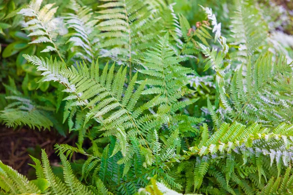 Селективный Фокус Больших Зеленых Листьев Папоротника — стоковое фото