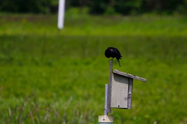 Ένα Κοντινό Πλάνο Ενός Μαύρου Πουλιού — Φωτογραφία Αρχείου