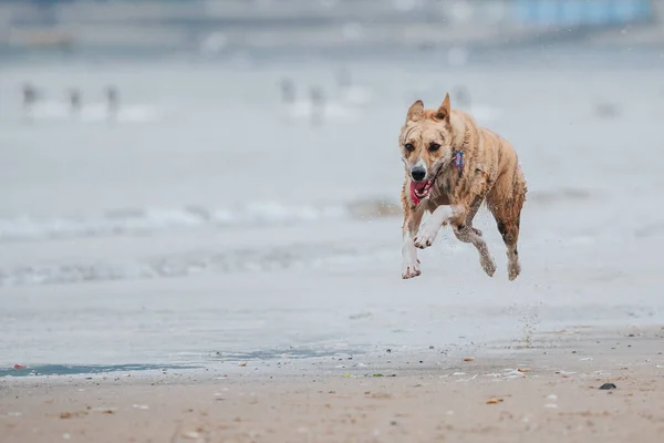 Nahaufnahme Eines Carolina Hundes Der Strand Läuft — Stockfoto