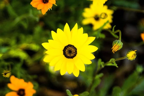 Enfoque Selectivo Flores Dimorphotheca Amarillas Jardín —  Fotos de Stock