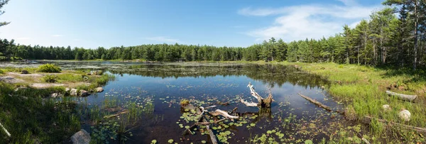 Panoramatický Výhled Jezírko Pokryté Lekníny Národním Parku Acadia Maine — Stock fotografie