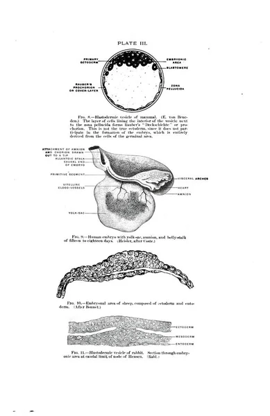 Illustrazione Scala Grigi Libro Testo Anatomia Umana Del Xix Secolo — Foto Stock