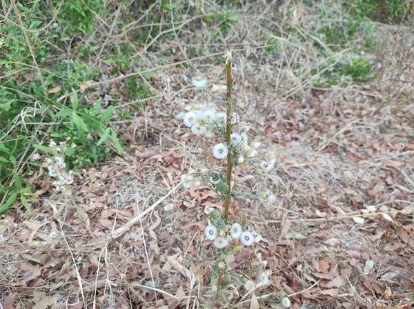 Closeup Little Ironweed Cyanthillium Cinereum Flower Bush Growing Wilderness Grass — Stock Photo, Image
