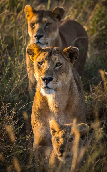 Dwie Samice Lwów Panthera Leo Melanochaita Parku Narodowym Serengeti Tanzanii — Zdjęcie stockowe