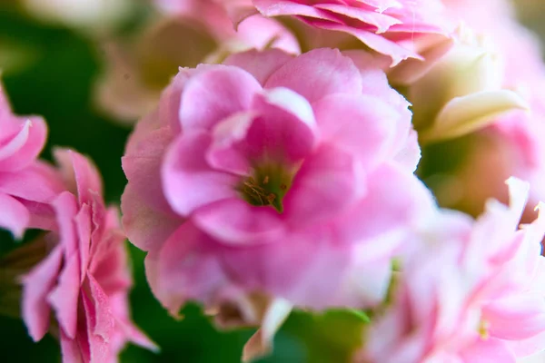 Ένα Κοντινό Πλάνο Των Ροζ Λουλουδιών Φόντο Blured — Φωτογραφία Αρχείου