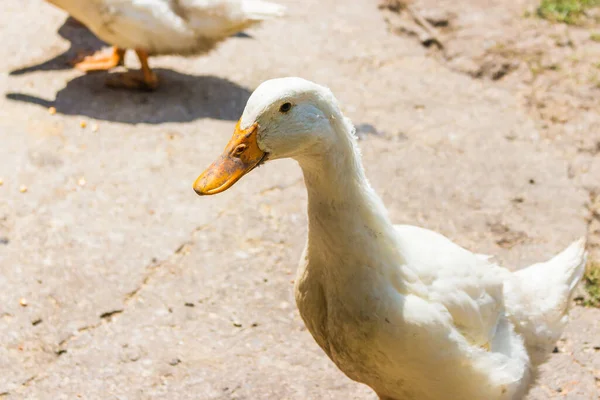 Domestic Duck Outdoors Sunny Weather — Stock Photo, Image