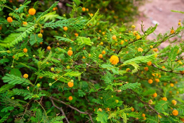 Bir Çalılıkta Sarı Çiçeklerin Yakın Çekimi — Stok fotoğraf