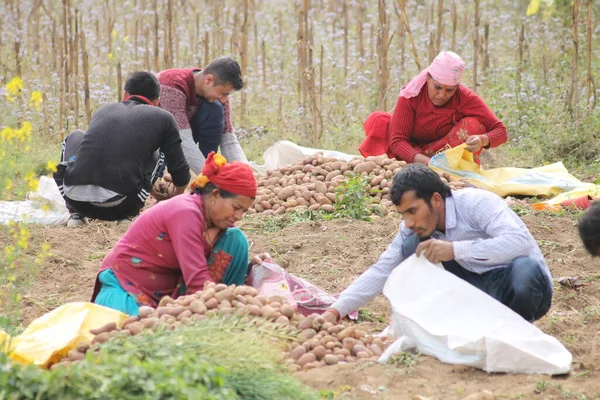 Rolnicy Zbierają Ziemniaki Ręcznie Pokharze Nepalu — Zdjęcie stockowe