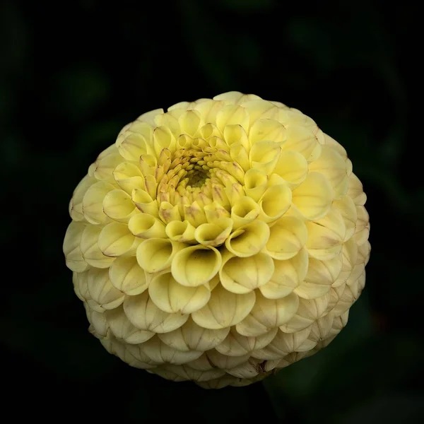 Een Bloeiende Gele Dahlia Geïsoleerd Een Zwarte Achtergrond — Stockfoto