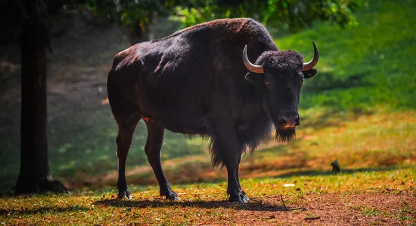 Hermoso Tiro Gran Toro Salvaje Caminando Parque Temporada Otoño — Foto de Stock