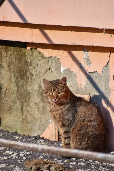 Вертикальный Снимок Полосатой Кошки Возле Выветриваемой Стены — стоковое фото