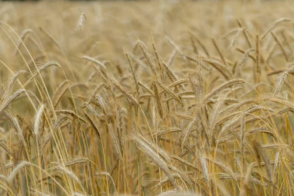風から移動する小麦畑の閉鎖 — ストック写真
